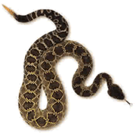 rattlesnake